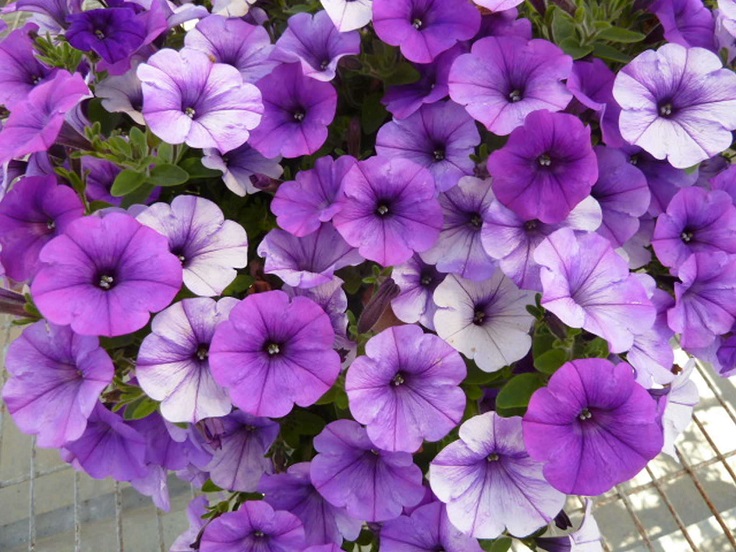 Petunia-1