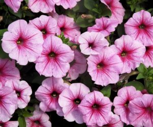 Top 10 Flowers That Will Make Your Garden a Pink Paradise