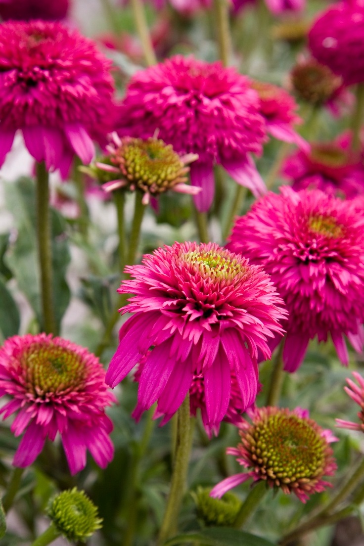 Piccolino-Pink-Double-Coneflowers