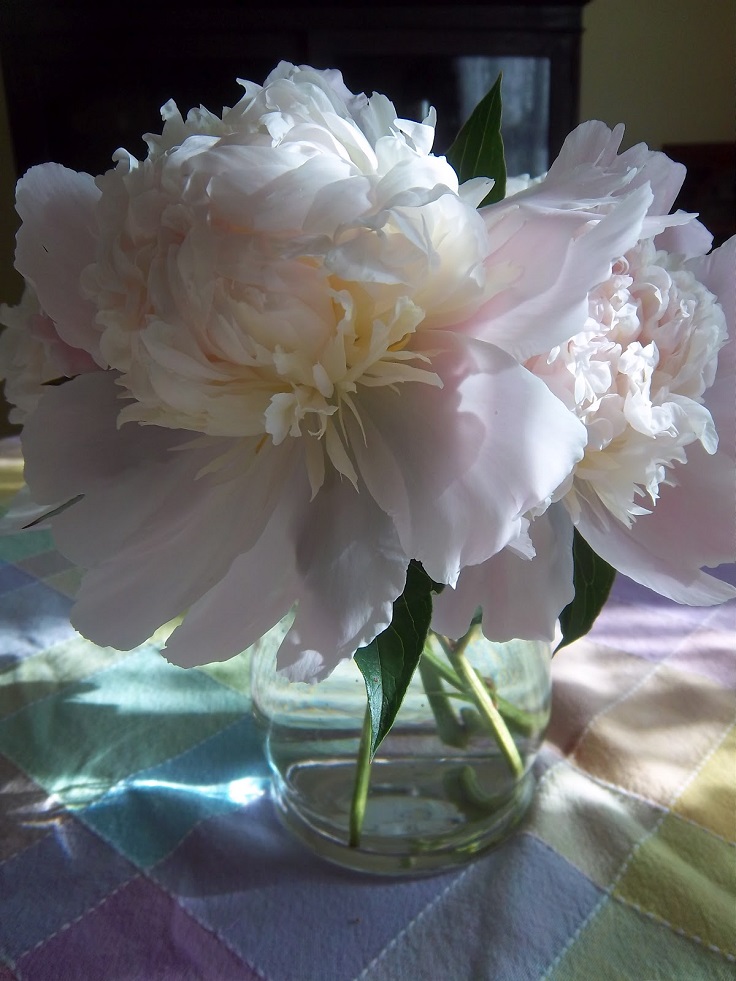 Picking-Peonies-and-Post-Bloom-Care