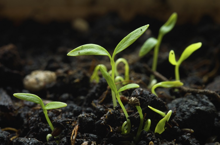 Plant-the-Parsley