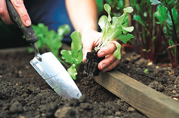 Planting-Lettuce