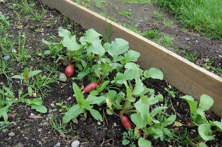 Planting-Radish