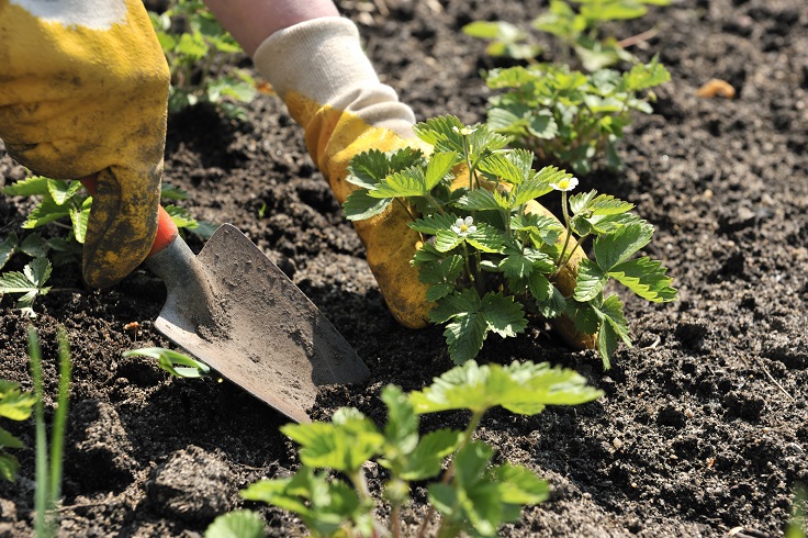 Planting-Strawberries