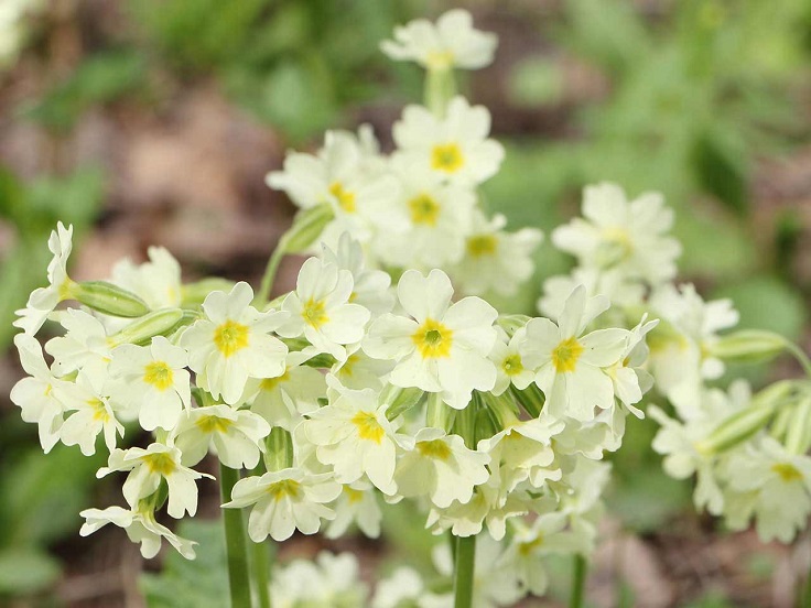 Primroses