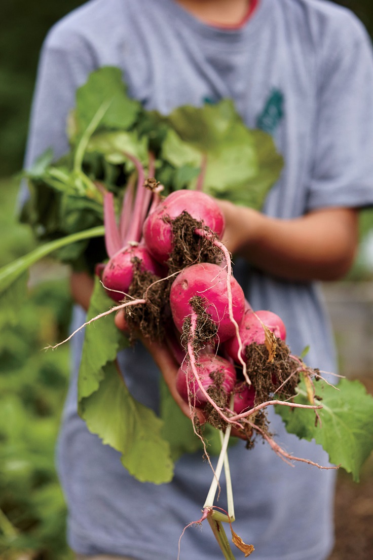 Radish-Harvest