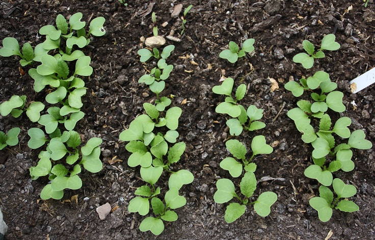 Radish-Seedlings