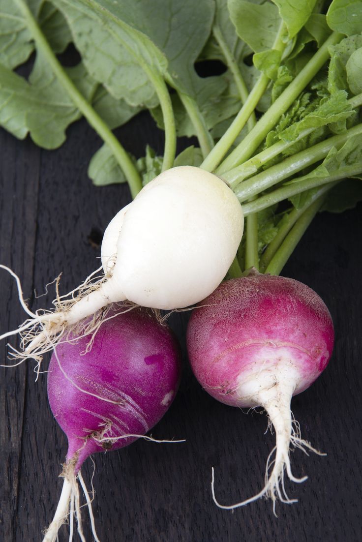 Radish-Varieties