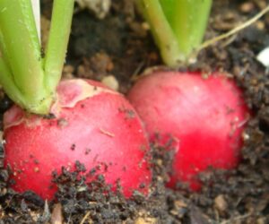 Top 10 Tips on How to Grow Radish