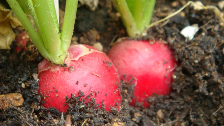 Radishes-and-Soil