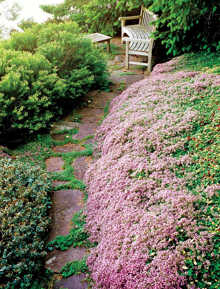 Red-Creeping-Thyme