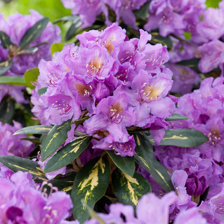 Rhododendron