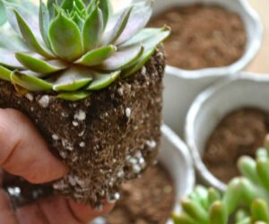 Top 10 Tips on Growing and Taking Care of Succulents