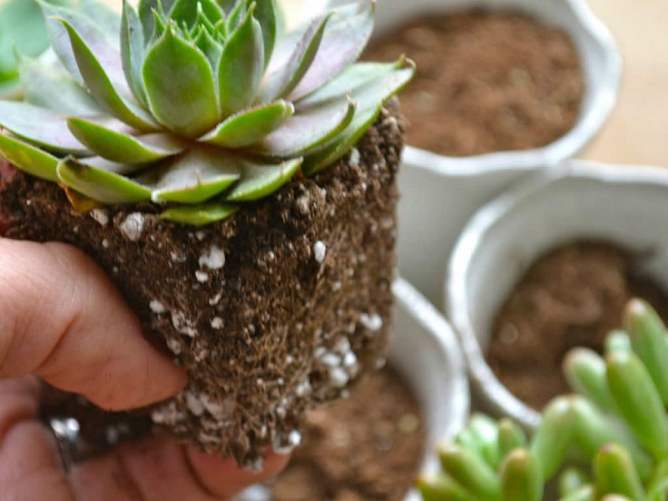 Soil-Mix-for-Succulents