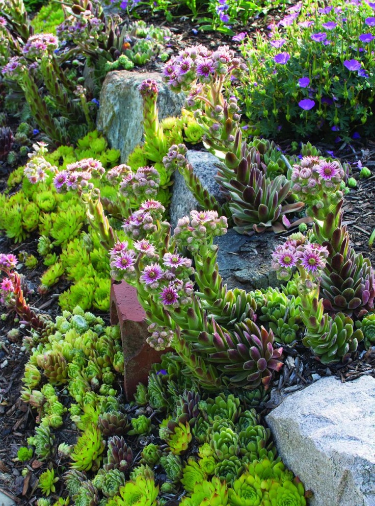 Stonecrop-Sedum