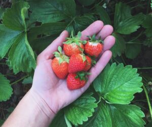 Top 10 Tips on Growing Strawberries in Your Garden
