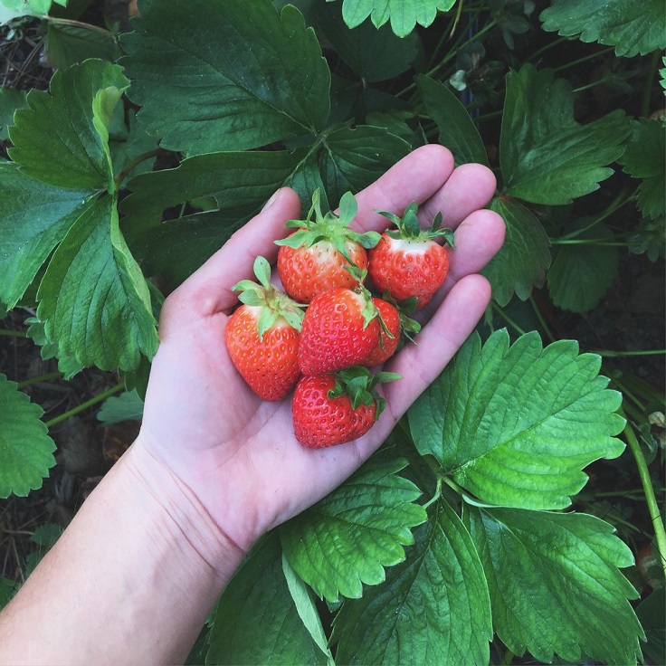 Strawberries-Fertilizer