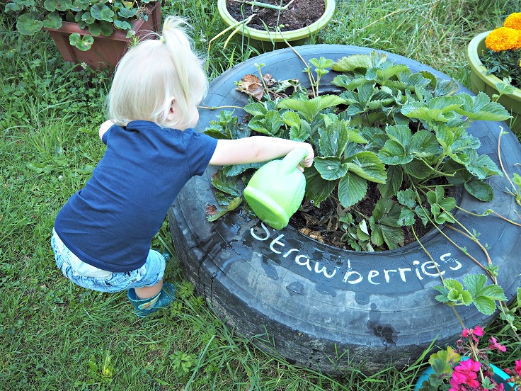 Strawberries-Need-Water