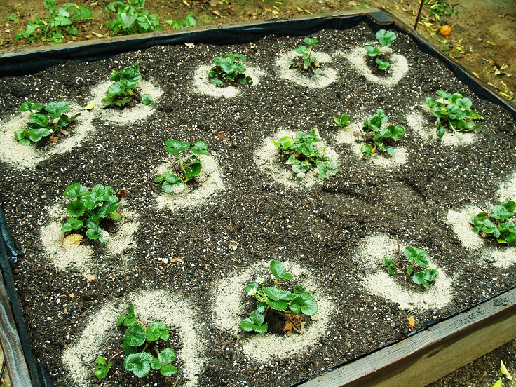 Strawberries-Planting-Site