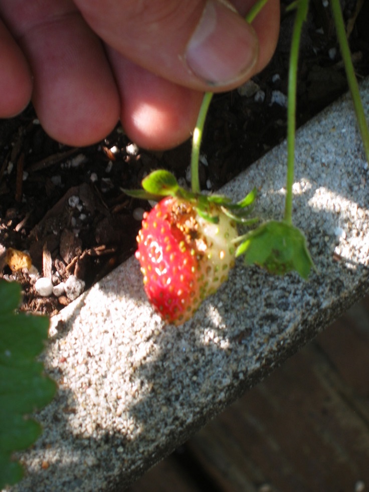 Strawberry-affected-by-pests