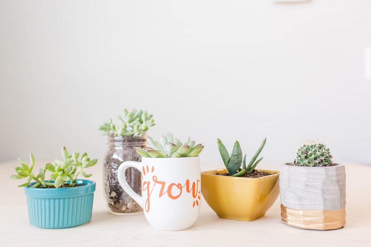 Succulents-in-Planters