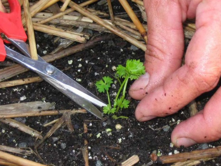 Thin-Your-Parsley