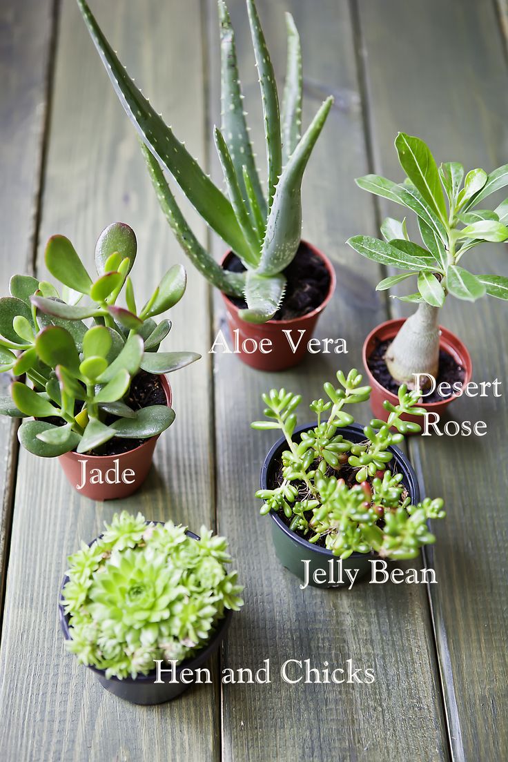 Types-of-Succulents