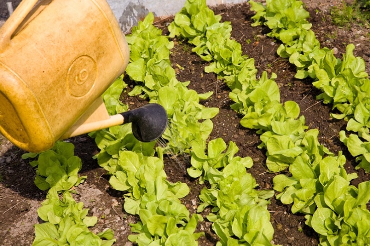 Watering-Lettuce