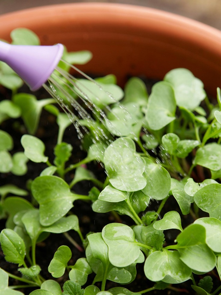 Watering-Radish