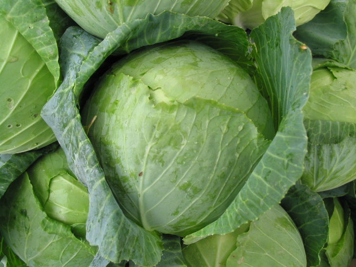 cabbage-2272-x-1704