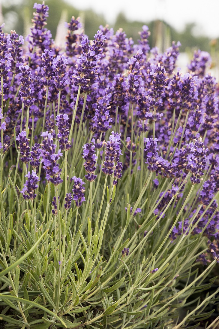 Top 10 Lavender Varieties To Grow in your Garden Top 10 Lavender Varieties To Grow in your Garden