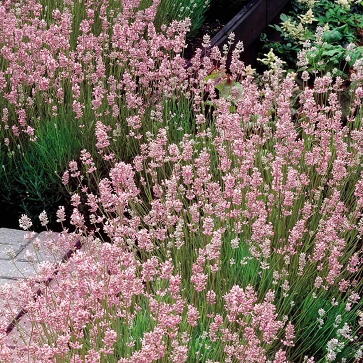 TOP 10 Lavender Varieties To Grow in your Garden - Page 10 of 10 - Top