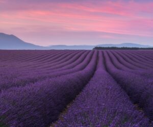 Top 10 Lavender Varieties To Grow in your Garden