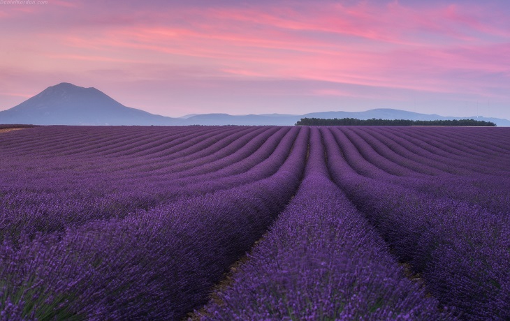 lavender5