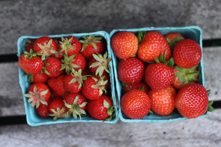 strawberry-varieties