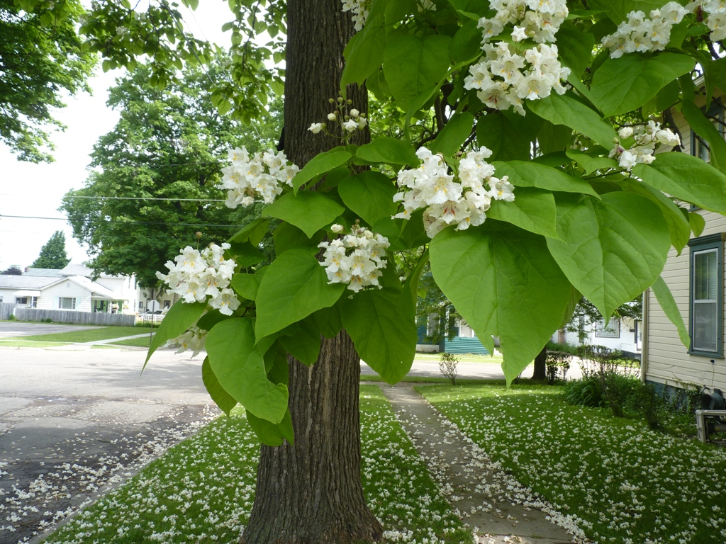 toptree7