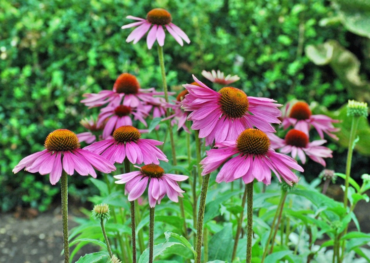 10coneflower