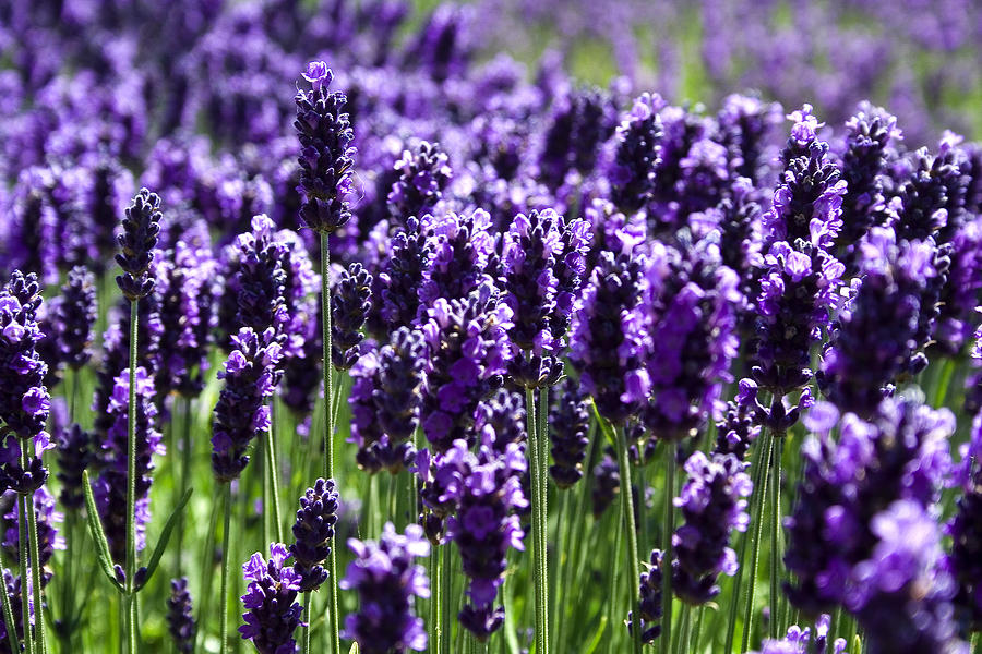 4.lavender..odt