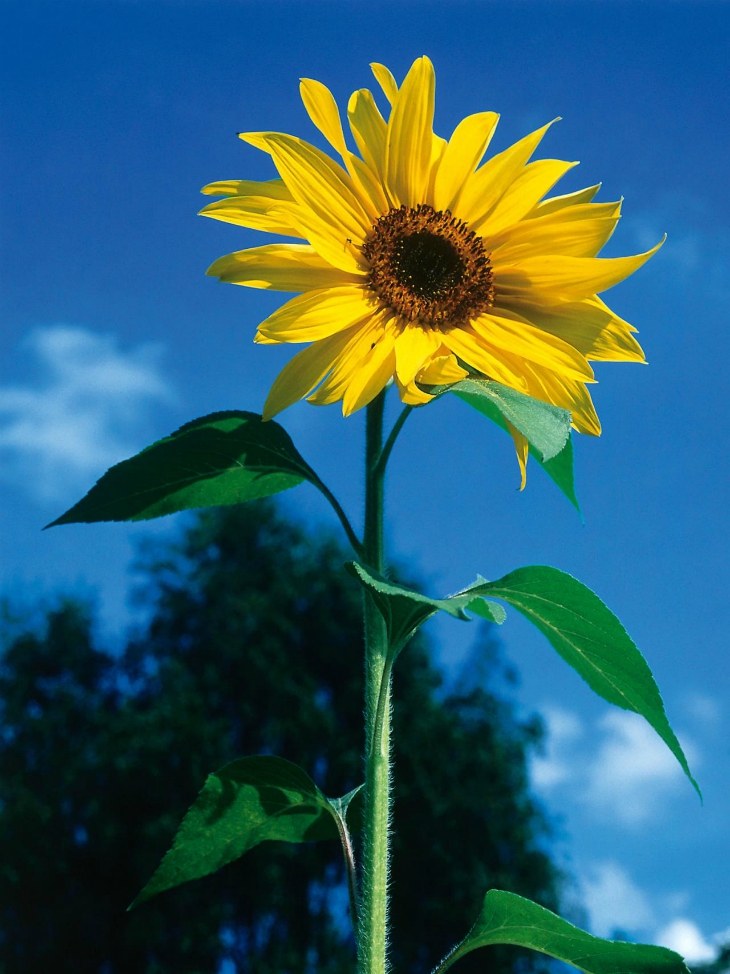 5-sunflower