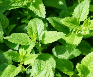 Top 10 Advices About Growing Mint