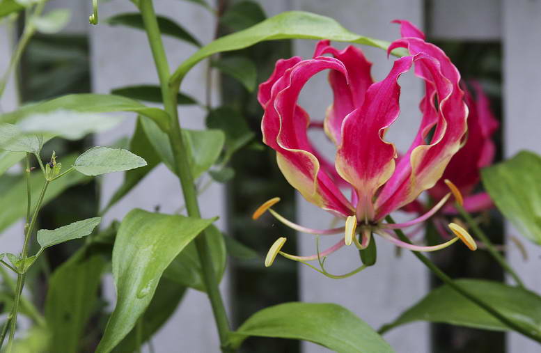 6.Gloriosa-Lilies_6