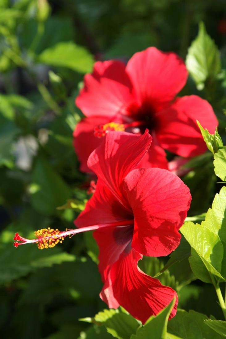 9-hibiskus