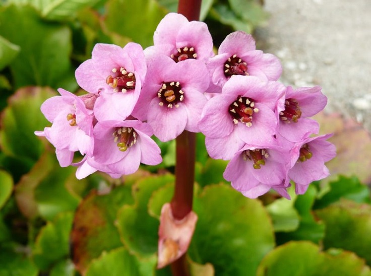 Bergenia