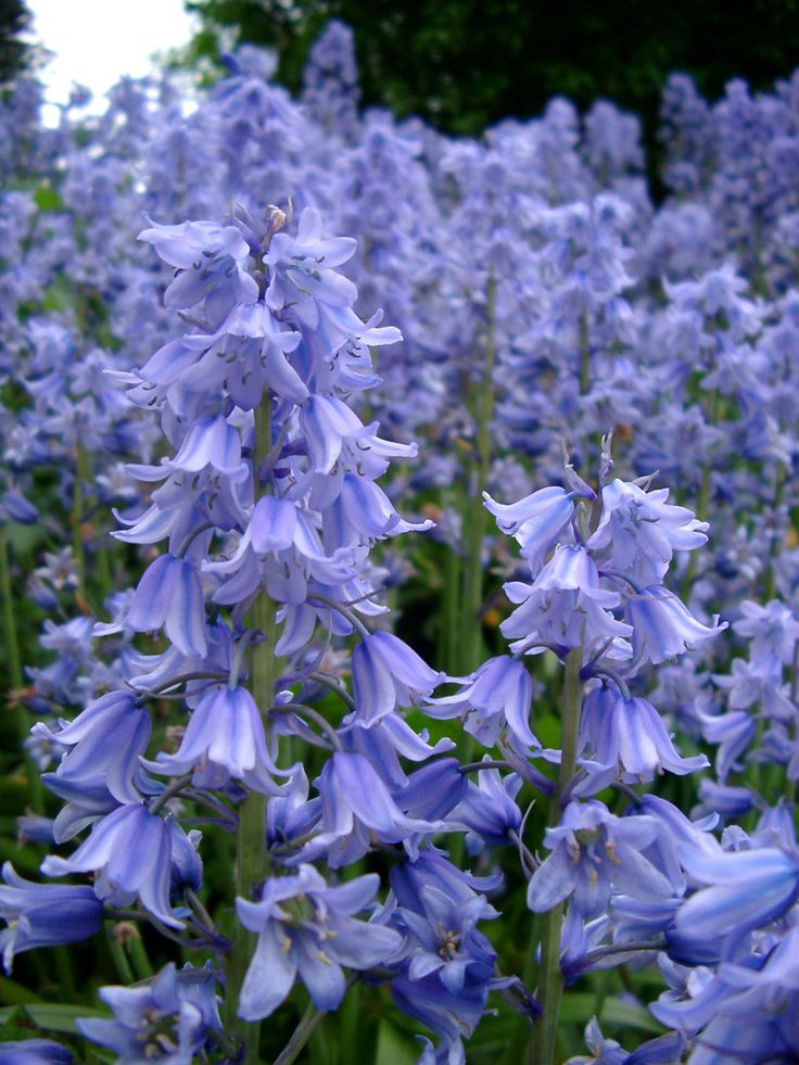 Blue-Bells