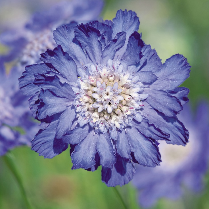 Blue-Pincushion-Flower