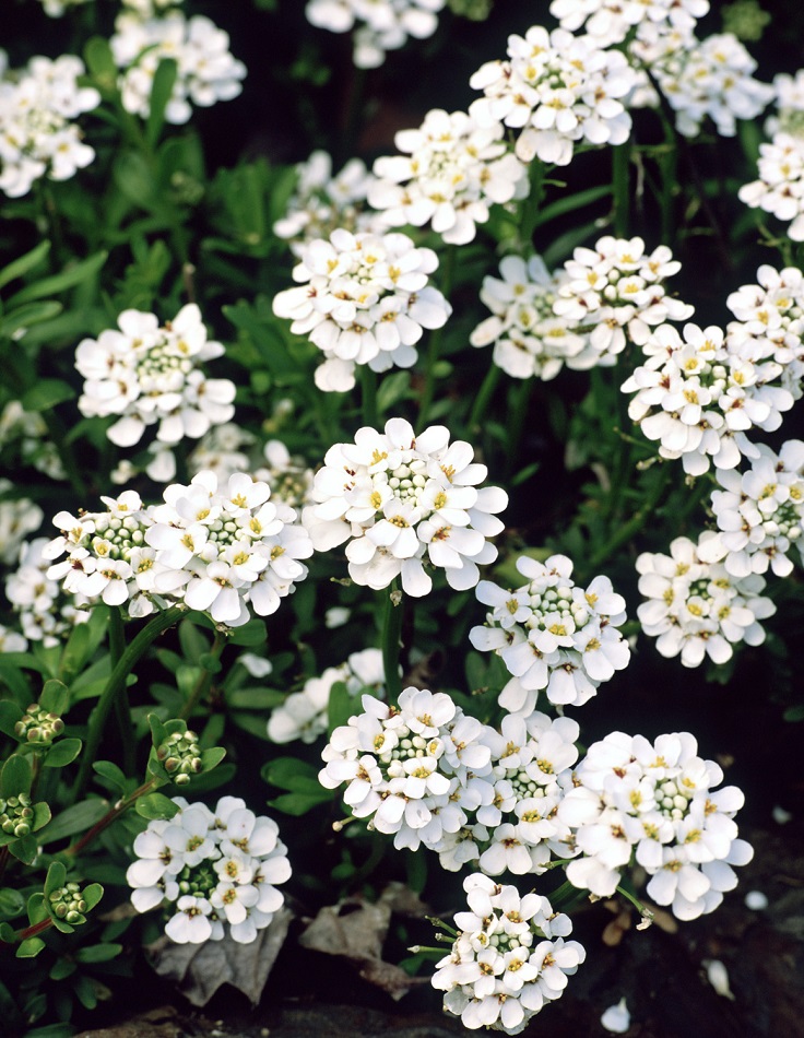 Candytuft