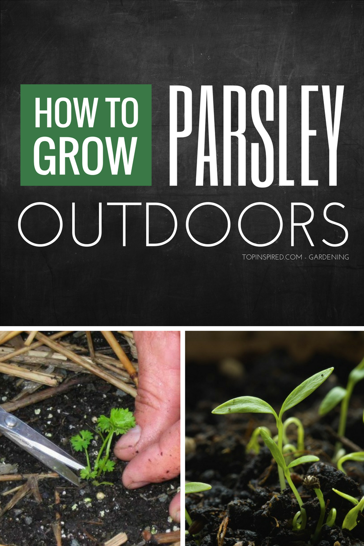 How-to-grow-parsley