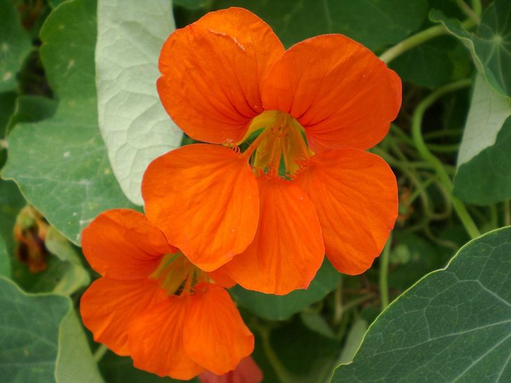 Nasturtium