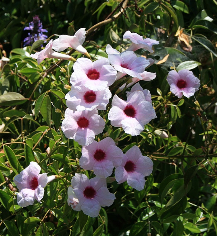 Pink-Bower-Vine