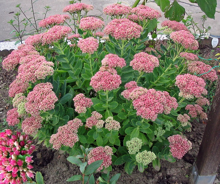 Sedum